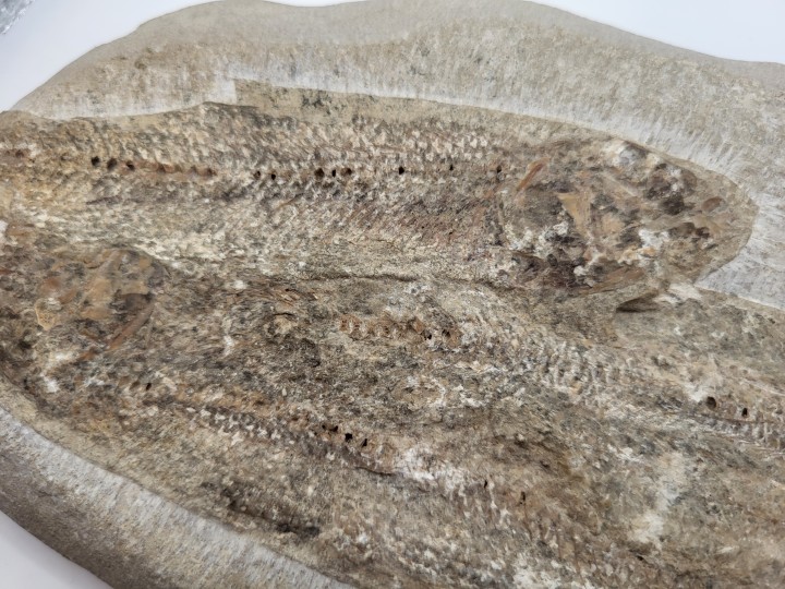 Zentraler Körperabschnitt