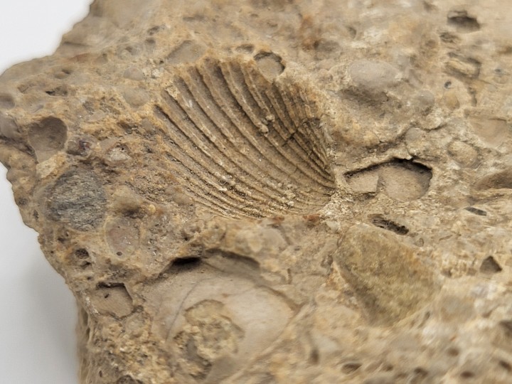 Fossiler Muschelabdruck