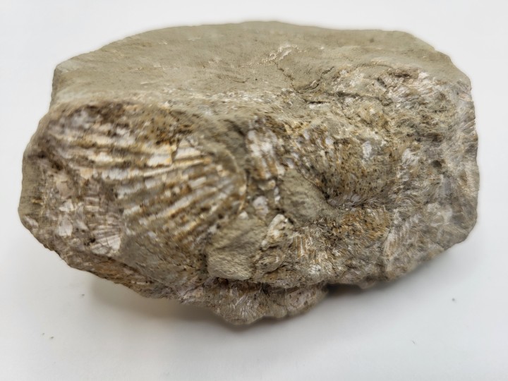 Fossile Muschelschalen in Matrix