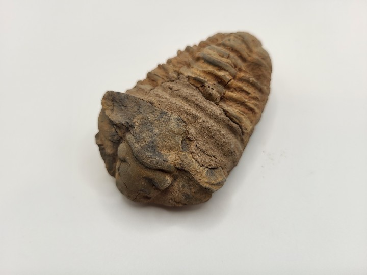 Trilobit