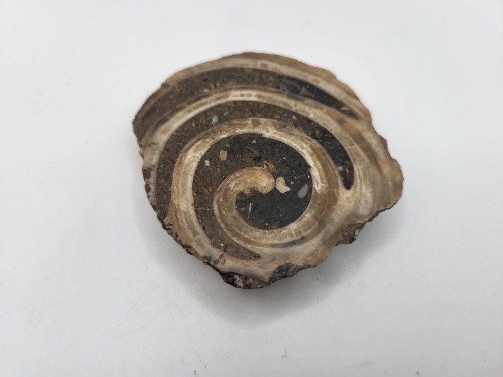 Trochactaeon aus Rußbach