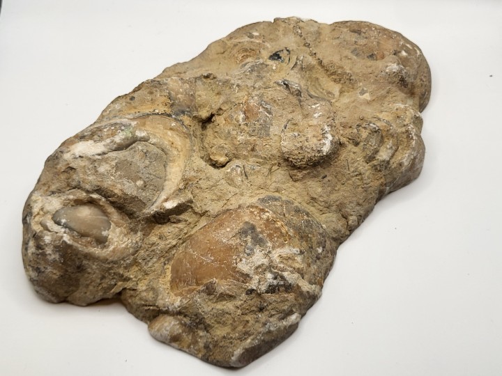 Unbearbeitete Rückseite