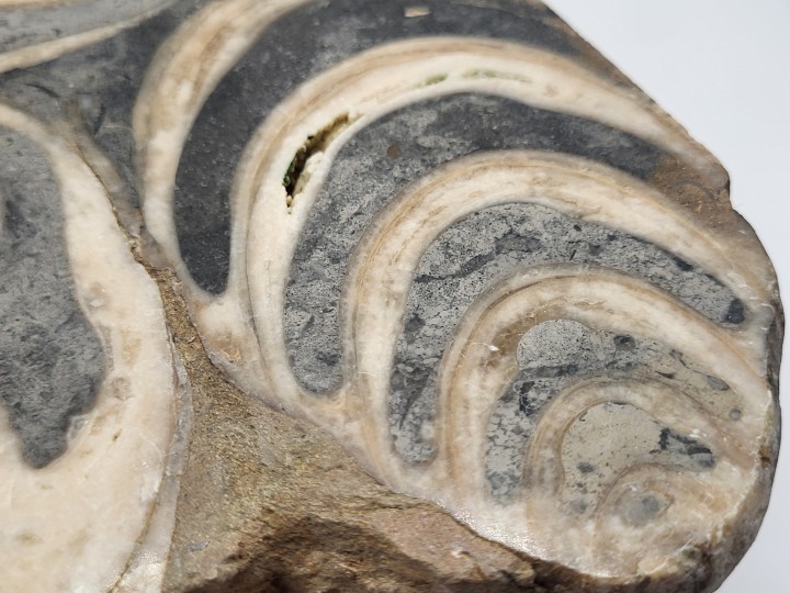 Detailaufnahme Querschnitt