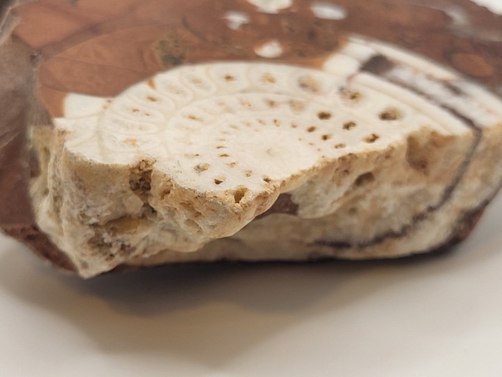 Detailansicht der Kammerstruktur