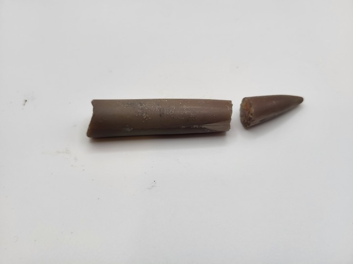 Belemniten-Rostrum (Donnerkeil)