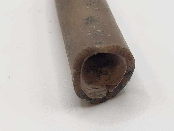 Detailansicht der Alveole