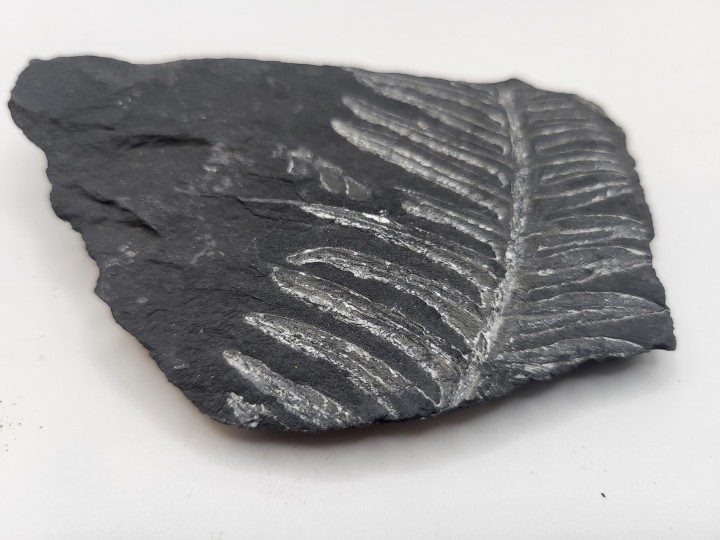 Farn-Fossil auf Schiefer