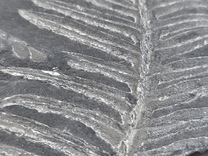 Detailaufnahme der Fiedern