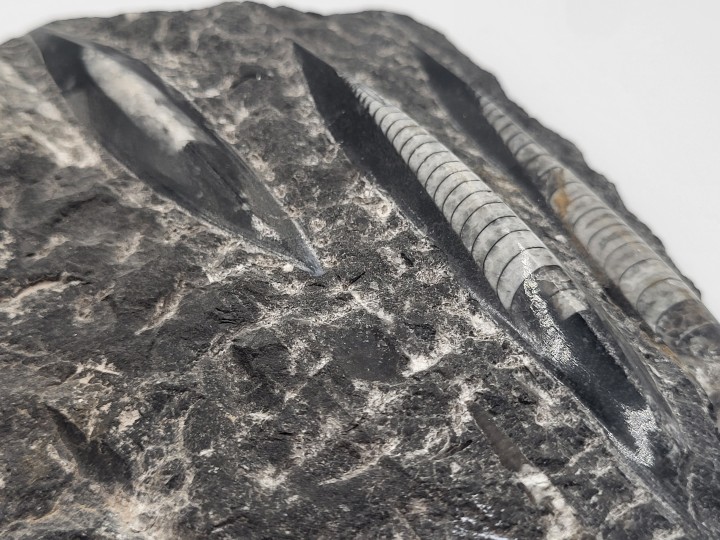 Detailaufnahme der Kammerstruktur