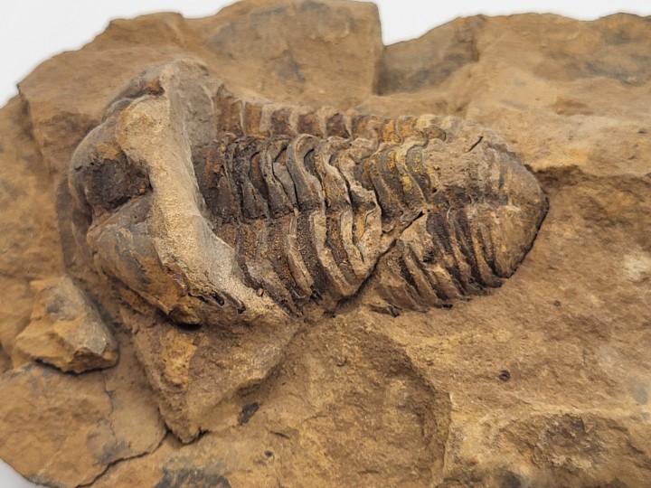 Detailansicht Positiv