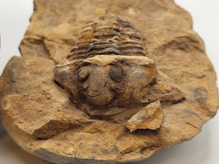 Nahaufnahme Cephalon