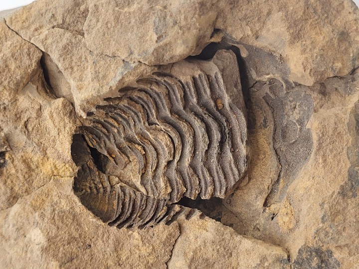 Detailansicht Negativ