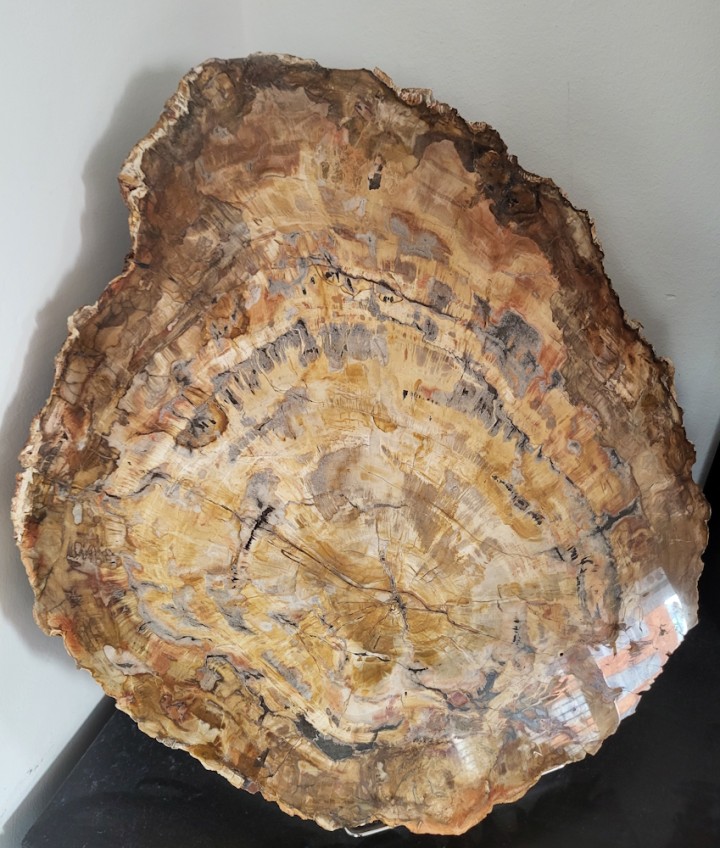 Versteinertes Holz (Polierte Scheibe)