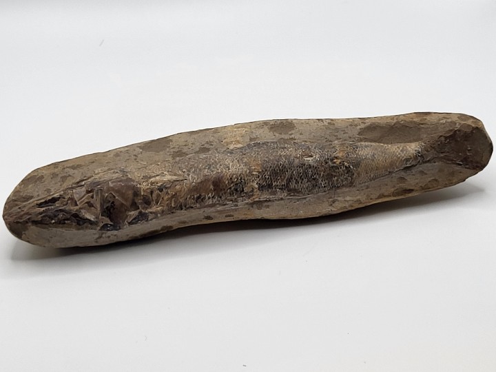 Fossiler Fisch (Vinctifer sp.)