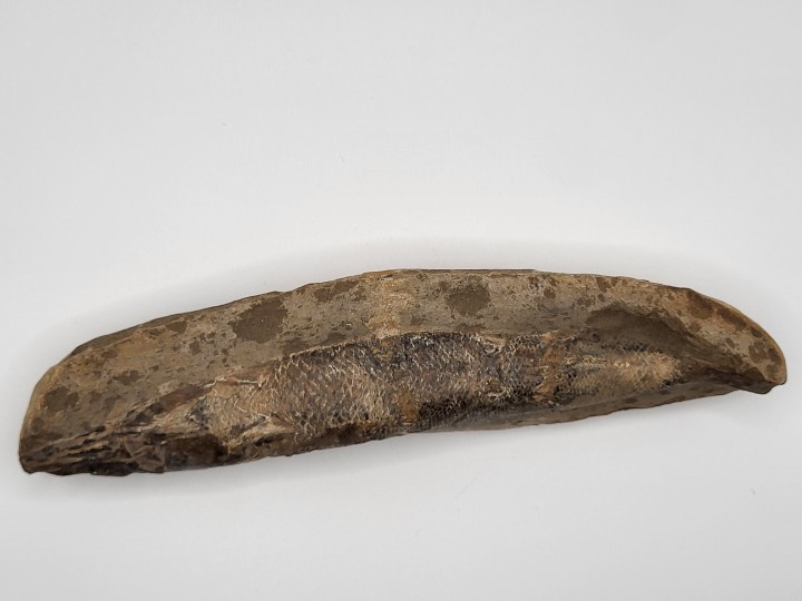 Seitenprofil des Fossils