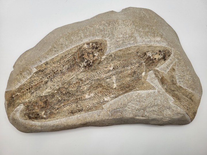 Fossilien Sammlung