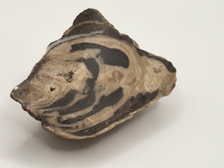 Polished Trochactaeon.