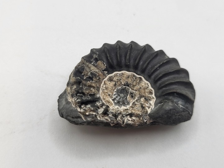 Ammonite Fossil