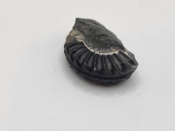 Ventral view of ammonite fragment