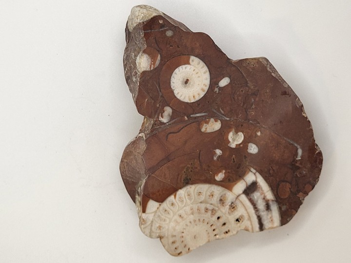 Ammonite Fossil in Red Limestone Matrix
