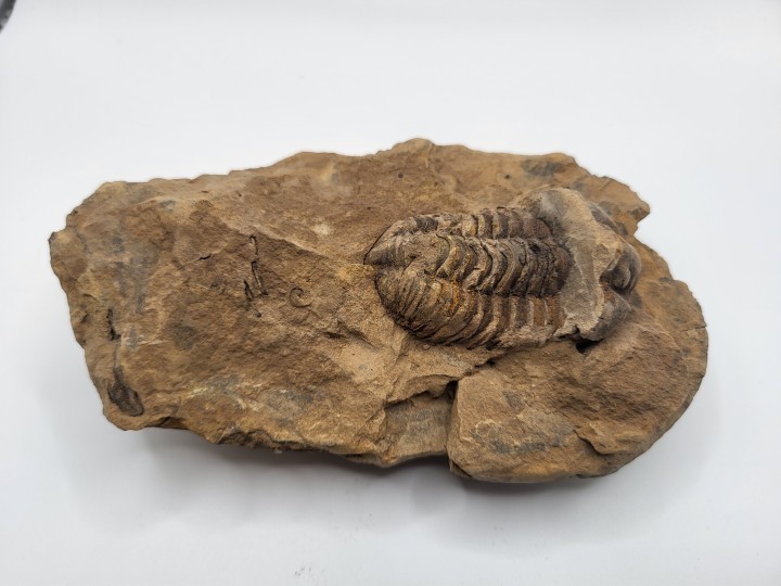 Trilobite Fossil (Flexicalymene)