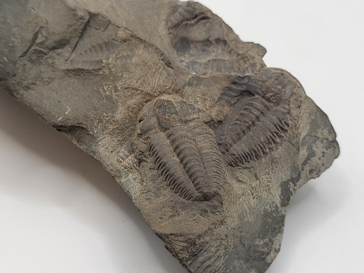 Trilobite Fossil 