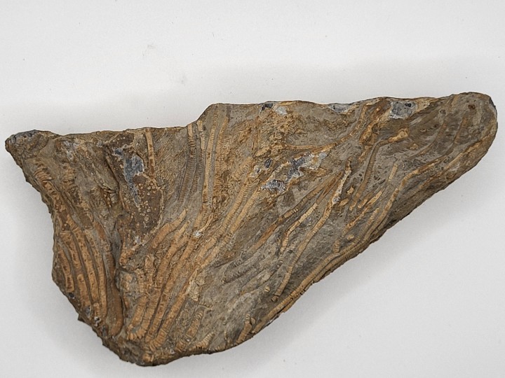 Crinoid stems in matrix