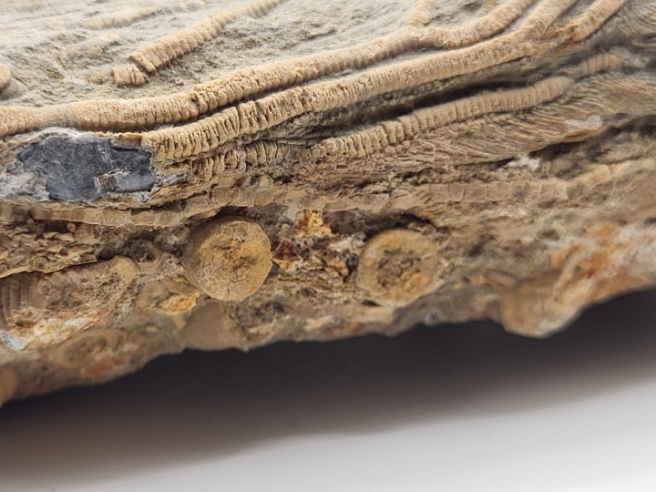 Cross-section Detail