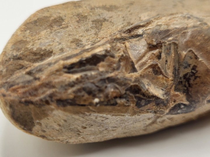 Fossil fish (Vinctifer sp.)