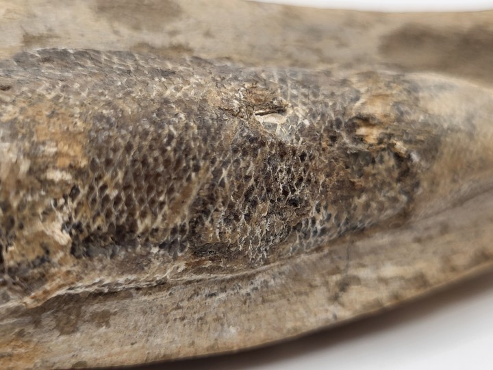 Detail of ganoid scales