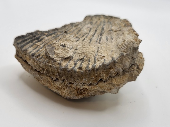 Brachiopod Fossil