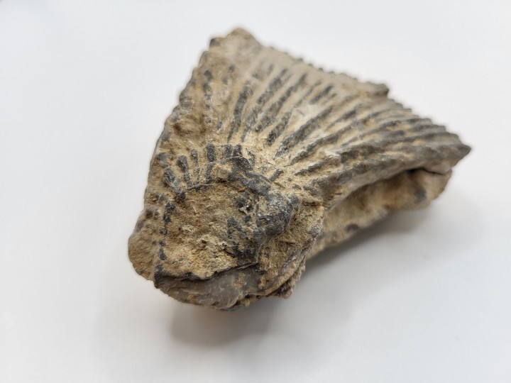 Dorsal/Ventral view of single valve