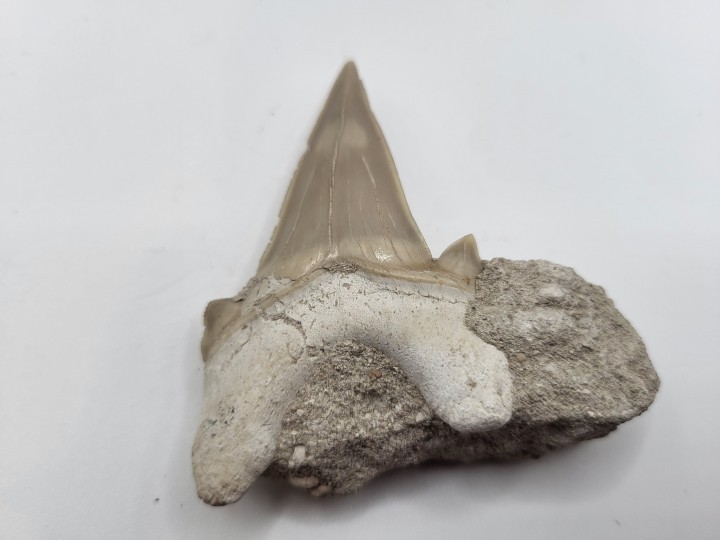 Lingual view of the specimen