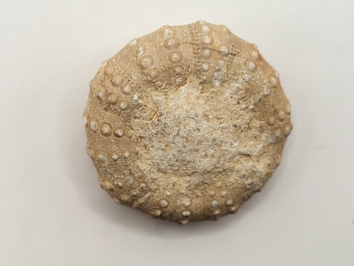Fossil Sea Urchin (Cidaris sp.)
