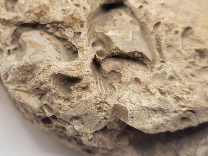 Fossilized shell imprint