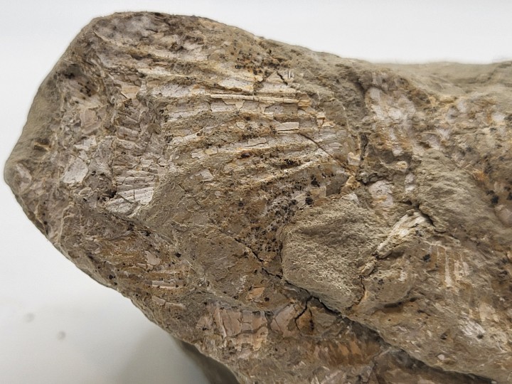 Fossil shell fragments in matrix