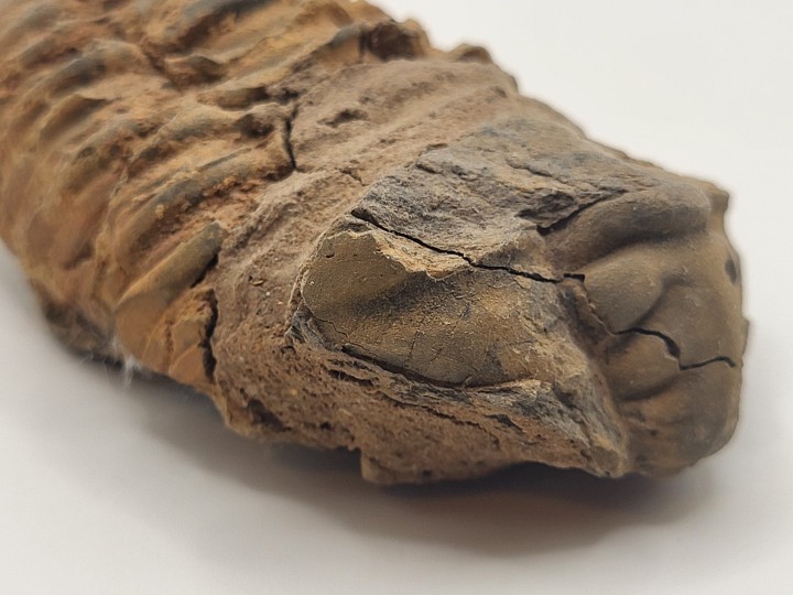 Close-up of cephalon