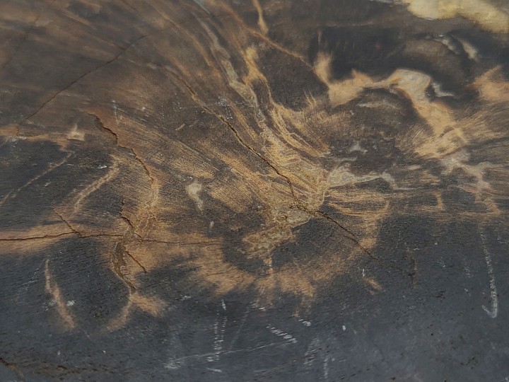 Detail of fossilized grain