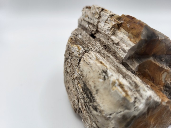 Petrified Wood