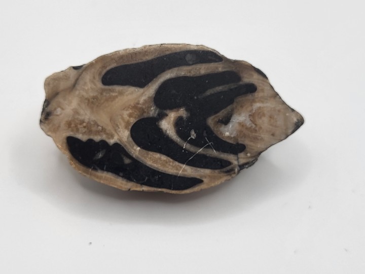 Snail from Gosau, Salzburg, Austria