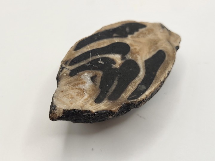 Perspective view of the fossil