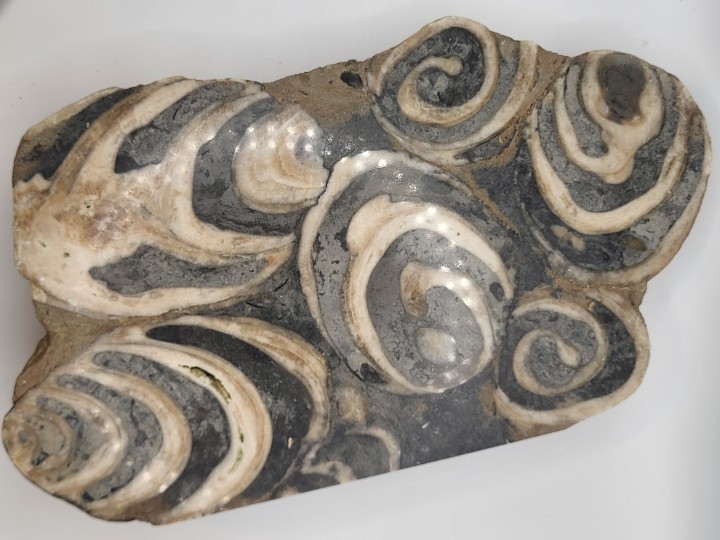 Full view of polished face